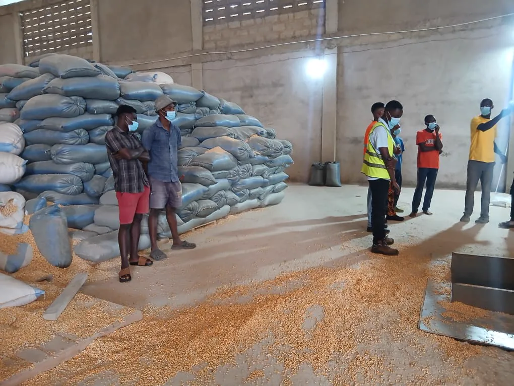 Extech and Kuapa Dwaso team members discussing maize storage beside stacked sacks in a Takoradi warehouse